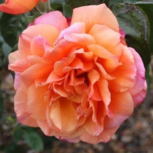 Vendita, rose rose ibridi di tea - giallo - rosa - Rosa Tapestry™ - rosa mediamente profumata - Gladys (Mrs. Gordon) Fisher - Rosa folta e speziata.